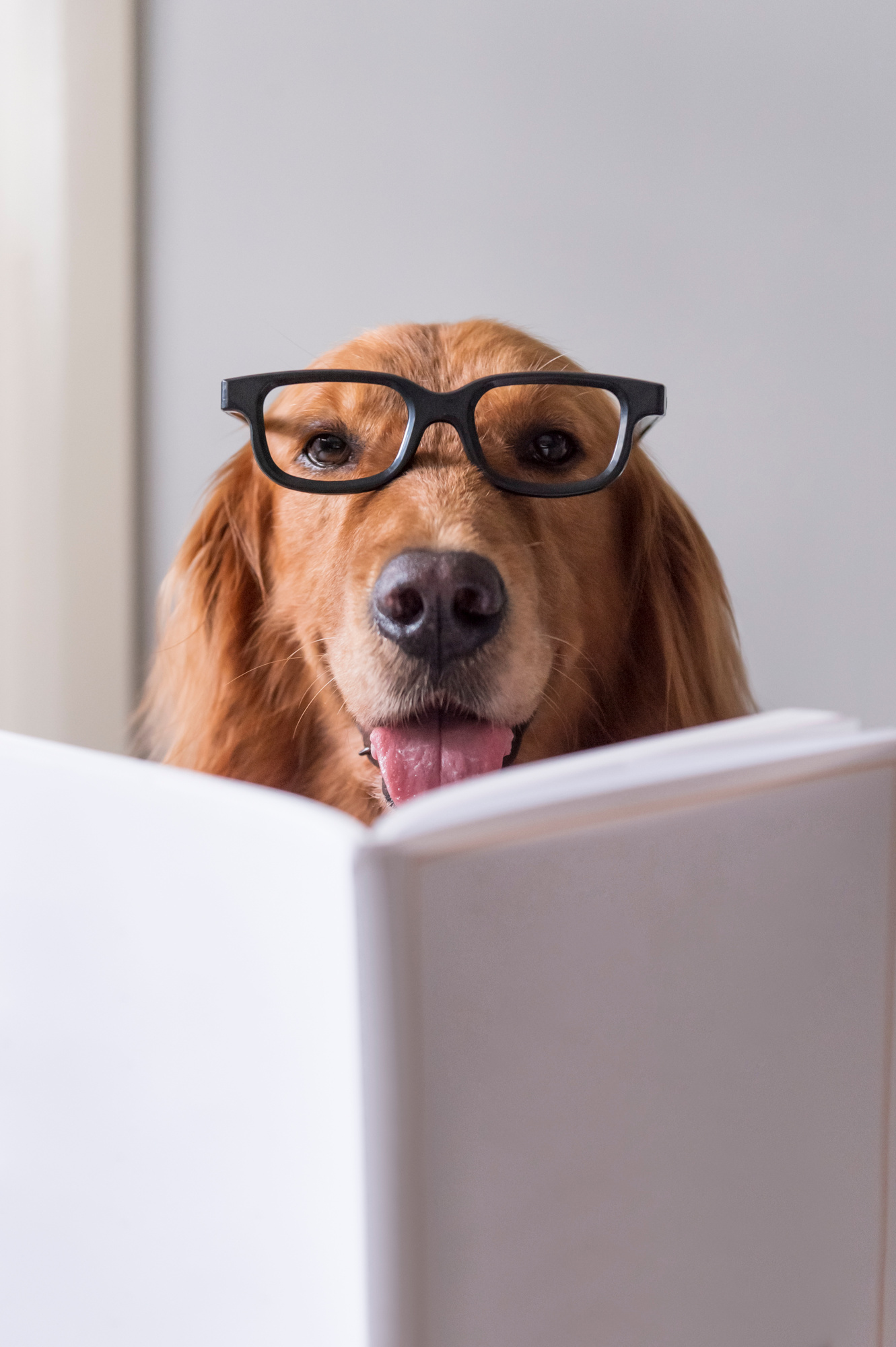 Golden Retriever with glasses reading a book